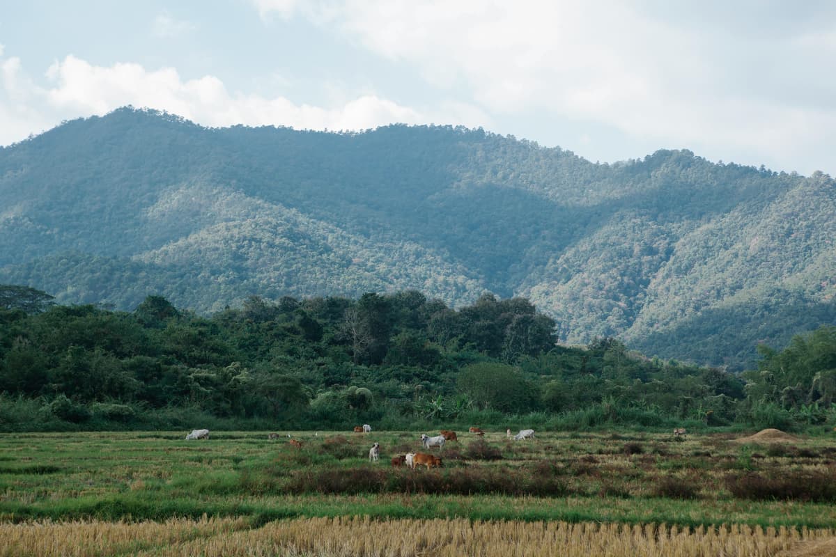 Peaceful long-stay accommodation in Pai countryside